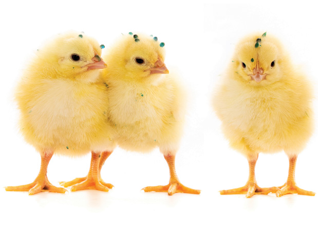 poussins-immucox
