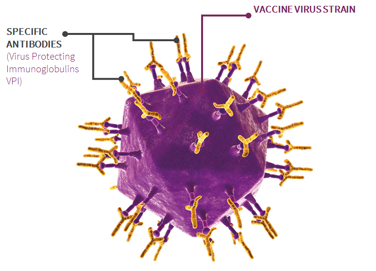 Immune Complex Virus (Nextmune)